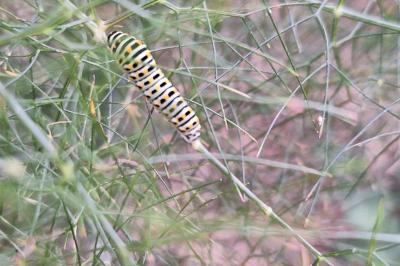 Machaon 