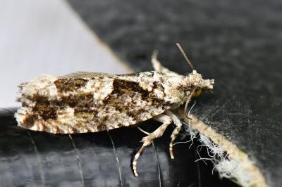 <i>Zeiraphera isertana</i>
