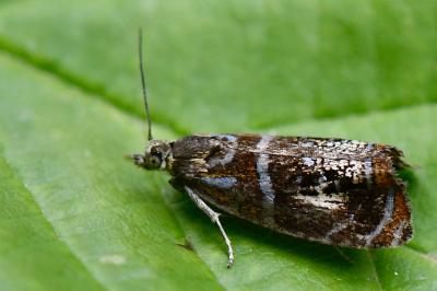 <i>Olethreutes arcuella</i>