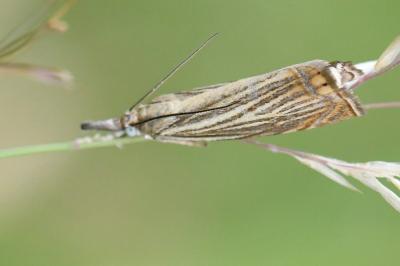 <i>Chrysoteuchia culmella</i>