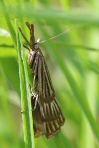 <i>Chrysocrambus linetella</i>