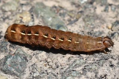 Noctuelle rubiconde 