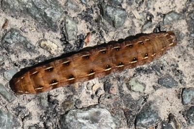 Noctuelle rubiconde 