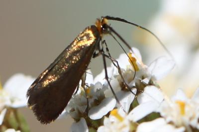<i>Adela violella</i>