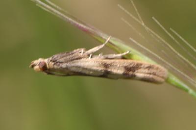 <i>Homoeosoma sinuella</i>