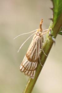 <i>Chrysocrambus linetella</i>