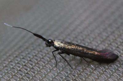 <i>Coleophora deauratella</i>