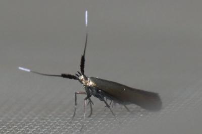 <i>Coleophora deauratella</i>