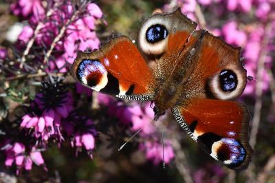 Aglais io