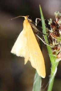 Manteau jaune 