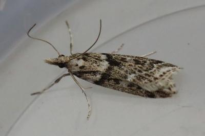 <i>Eudonia angustea</i>