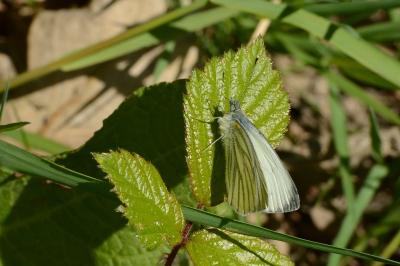 Piéride du Navet 