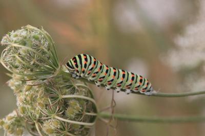 Machaon 