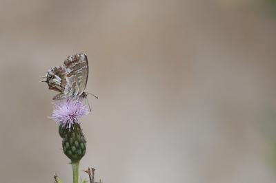 Brun du pélargonium 