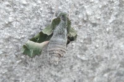 Sphinx de l'Épilobe 