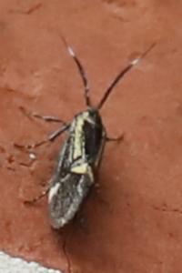 <i>Esperia sulphurella</i>
