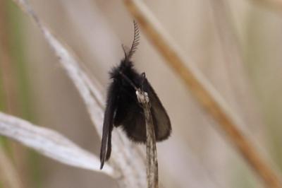 <i>Epichnopterix</i>
