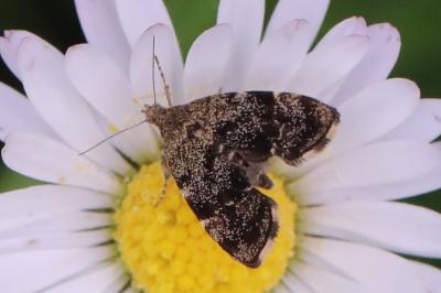<i>Anthophila fabriciana</i>