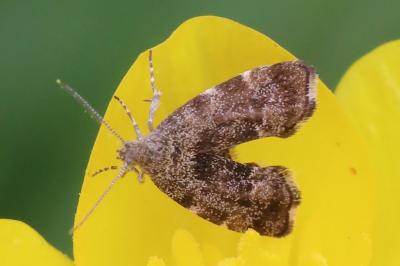 <i>Anthophila fabriciana</i>