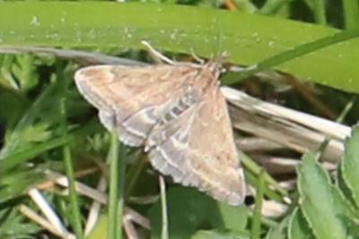 <i>Pyrausta despicata</i>