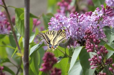 Machaon 