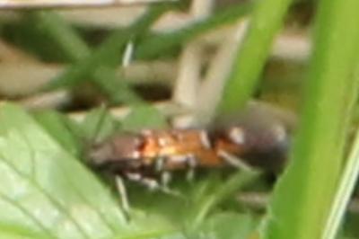 <i>Pancalia leuwenhoekella</i>