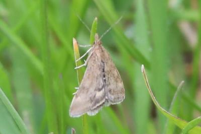 <i>Pyrausta despicata</i>
