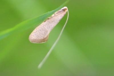 <i>Nematopogon</i>