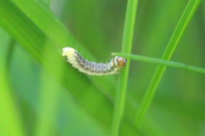<i>Ptycholoma lecheana</i>