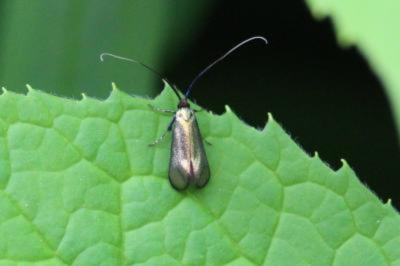 <i>Adela reaumurella</i>