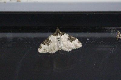 Xanthorhoe fluctuata