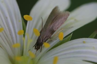 <i>Coleophora lutarea</i>