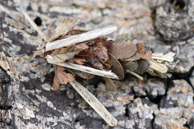 <i>Canephora hirsuta</i>