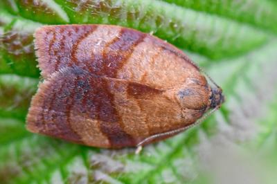 <i>Cacoecimorpha pronubana</i>