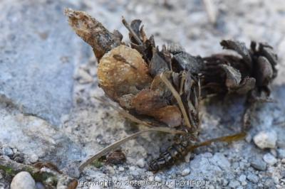 <i>Canephora hirsuta</i>