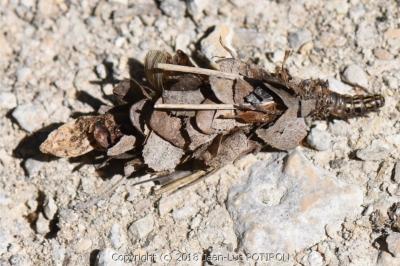 <i>Canephora hirsuta</i>