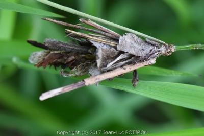 <i>Canephora hirsuta</i>