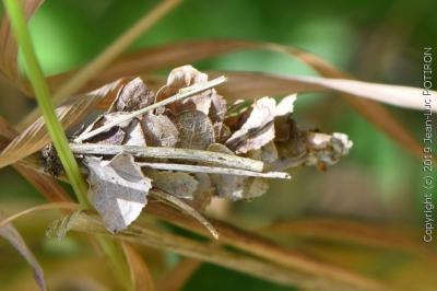 <i>Canephora hirsuta</i>