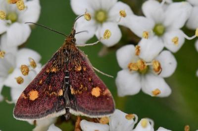 <i>Pyrausta aurata</i>