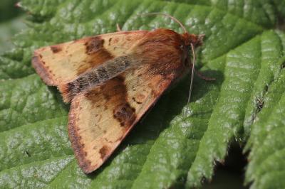 Noctuelle de la Cardère 