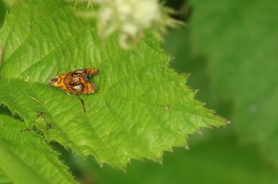 <i>Olethreutes arcuella</i>