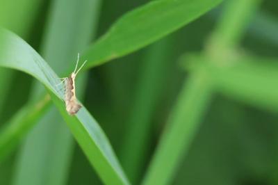 <i>Plutella xylostella</i>
