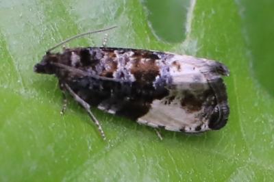 <i>Hedya pruniana</i>