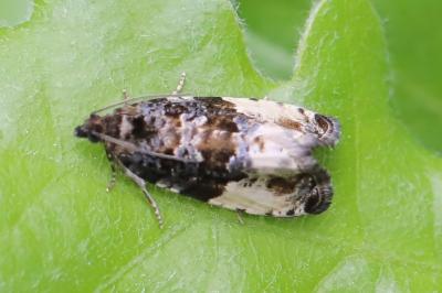 <i>Hedya pruniana</i>