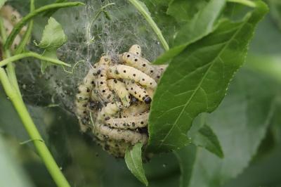 <i>Yponomeuta cagnagella</i>