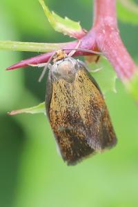 <i>Ptycholoma lecheana</i>