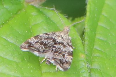 <i>Anthophila fabriciana</i>