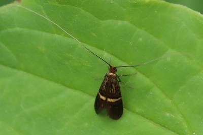 <i>Adela croesella</i>