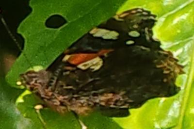 Vulcain 