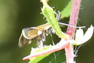 <i>Alabonia geoffrella</i>